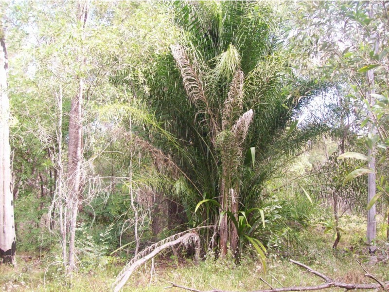 Isis River QLD 4660