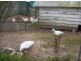 Buxton QLD 4660