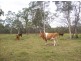 Buxton QLD 4660