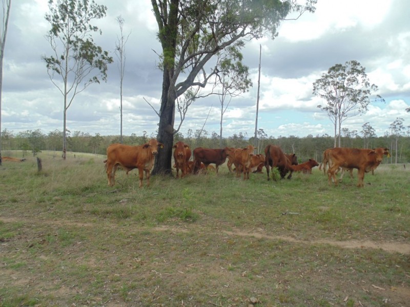 Apple Tree Creek QLD 4660