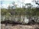 Buxton QLD 4660