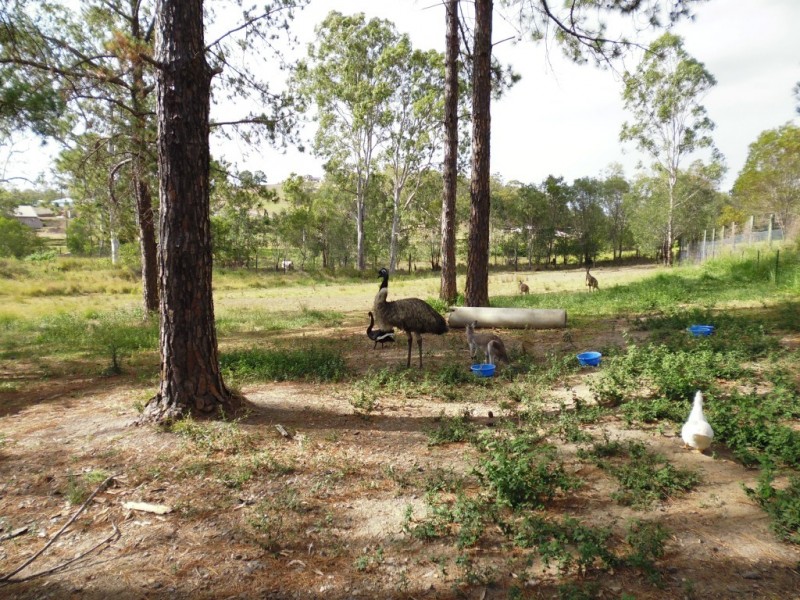Apple Tree Creek QLD 4660