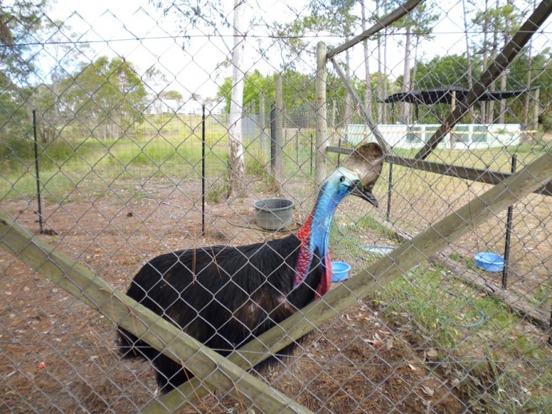Apple Tree Creek QLD 4660