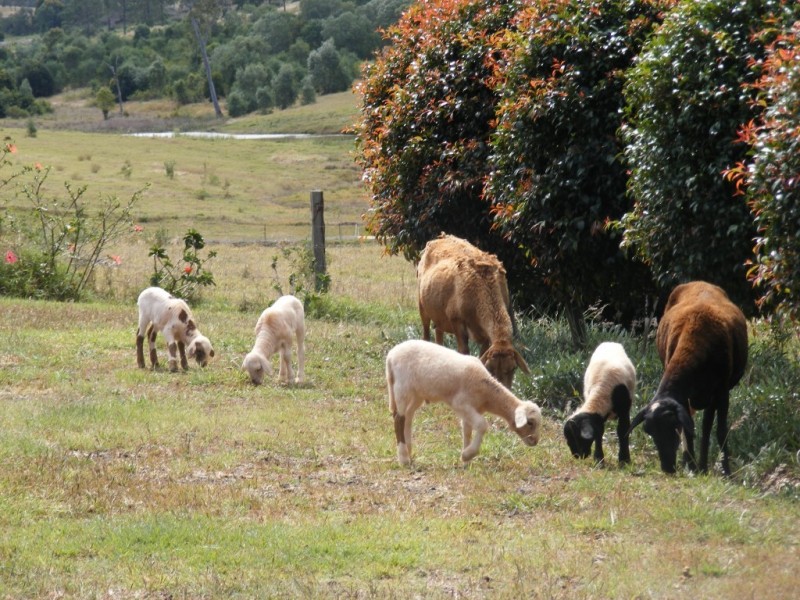 Apple Tree Creek QLD 4660