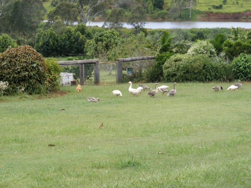 Apple Tree Creek QLD 4660