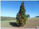 Apple Tree Creek QLD 4660