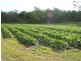 Apple Tree Creek QLD 4660