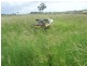 Duingal QLD 4671