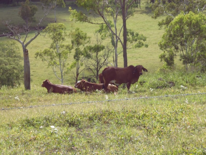 Dallarnil QLD 4621