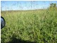 South Isis QLD 4660