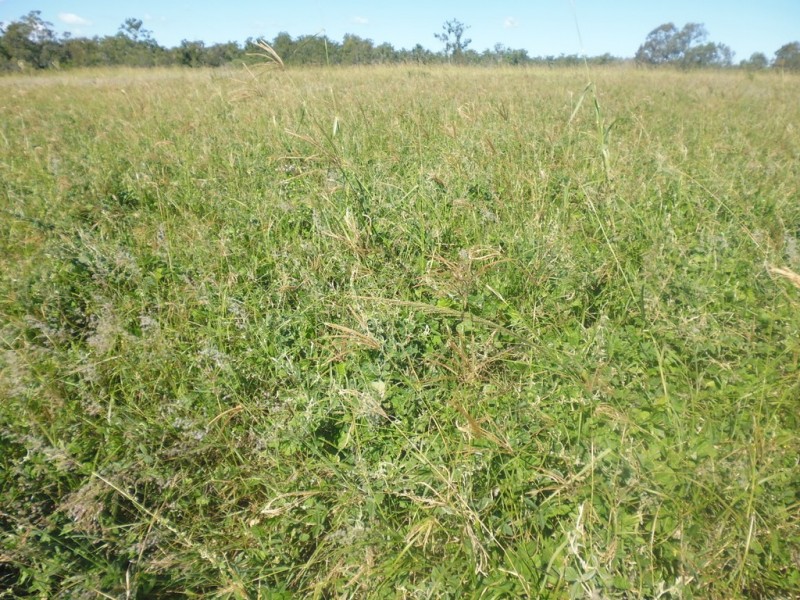 South Isis QLD 4660