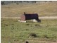 Mount Steadman QLD 4650
