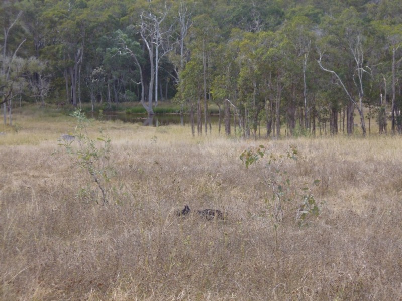 South Isis QLD 4660