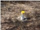 Isis Central QLD 4660