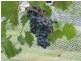 South Isis QLD 4660