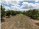 Electra QLD 4670