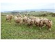 Pces 3-4 William Road, Cape Jervis SA 5204