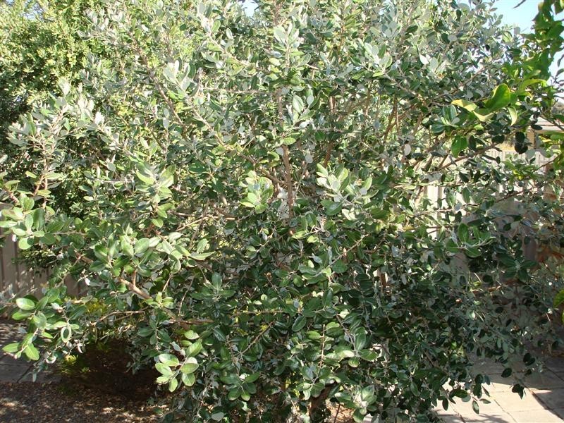 8a Fifth Avenue, Ascot Park SA 5043