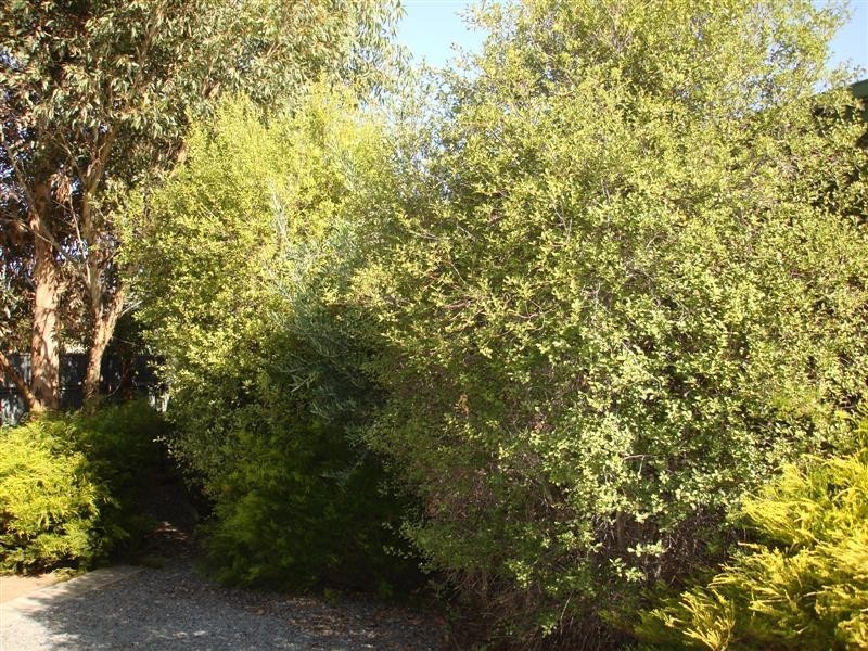 8a Fifth Avenue, Ascot Park SA 5043