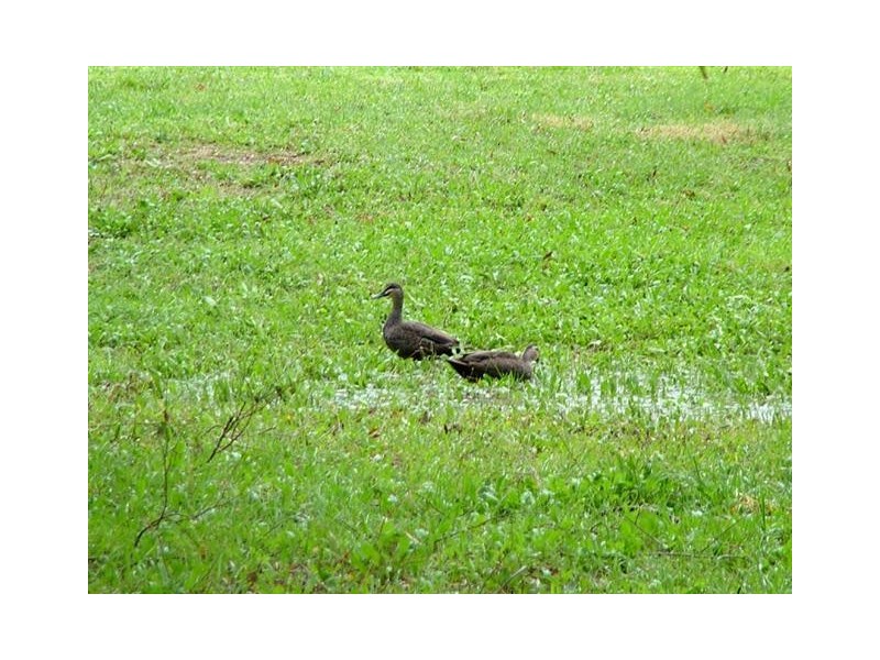 9 Banff Court, Happy Valley SA 5159