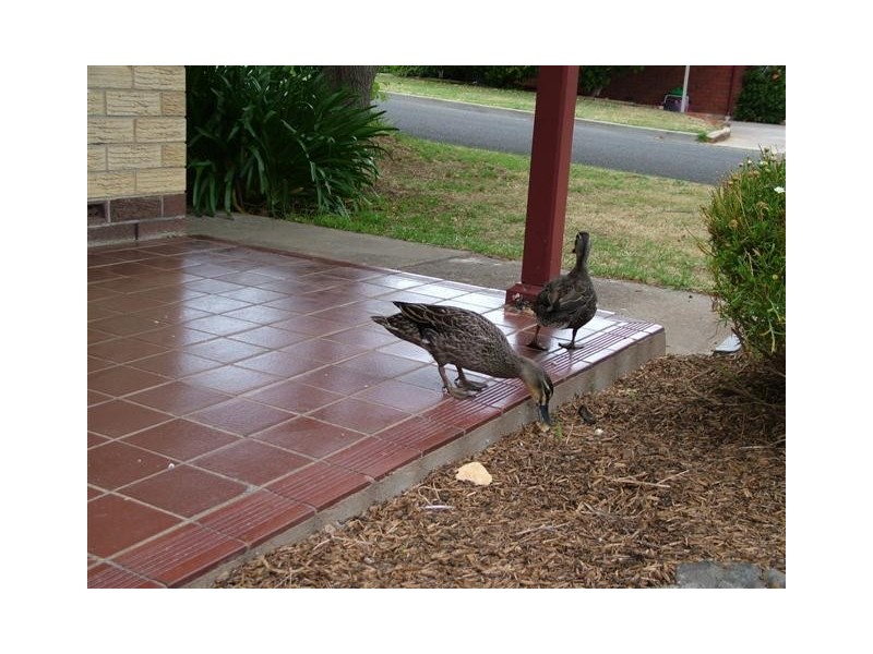 9 Banff Court, Happy Valley SA 5159