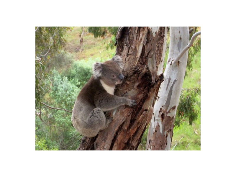 88 Bangor Road, Willunga SA 5172