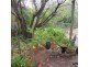 99 Warri Parri Drive, Flagstaff Hill SA 5159