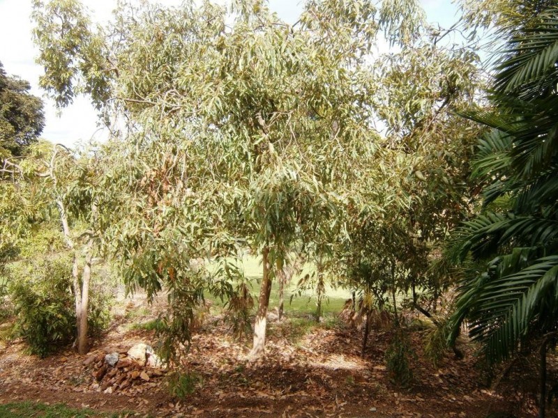 19/17 Geranium Street, The Gardens NT 0820