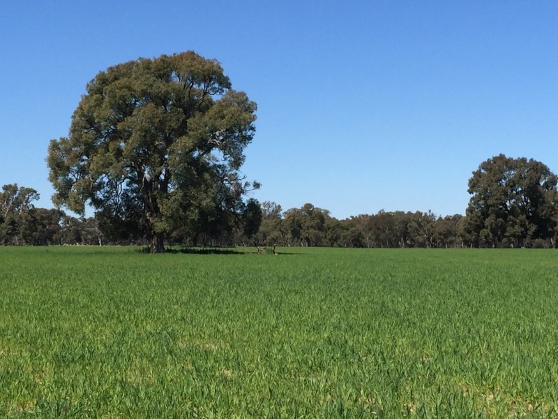 593 Spring Creek Road, Gulgong NSW 2852