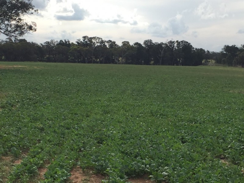 593 Spring Creek Road, Gulgong NSW 2852