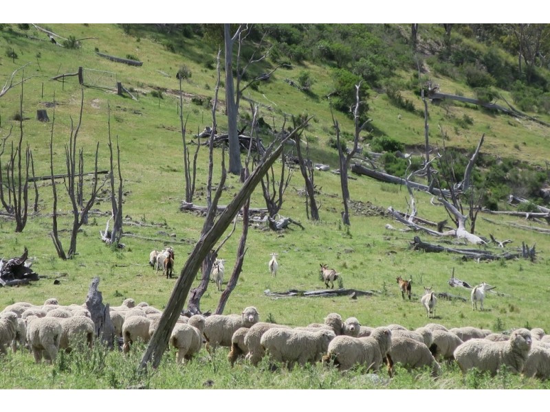 Mudgee NSW 2850