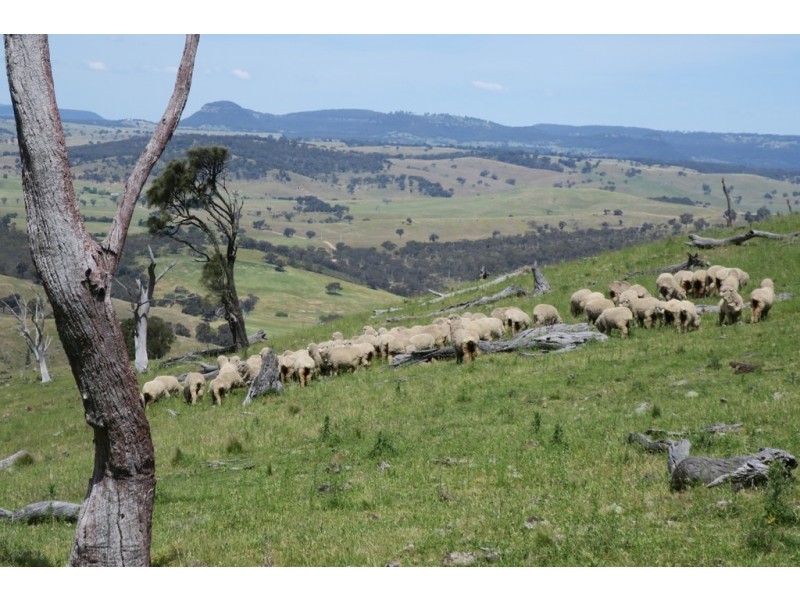 Mudgee NSW 2850