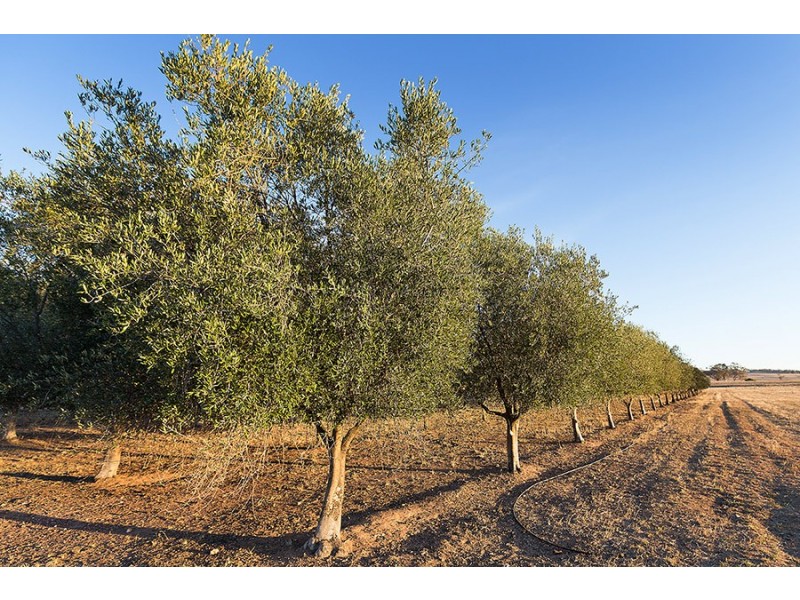 301 Stoney Creek Road, Mudgee NSW 2850