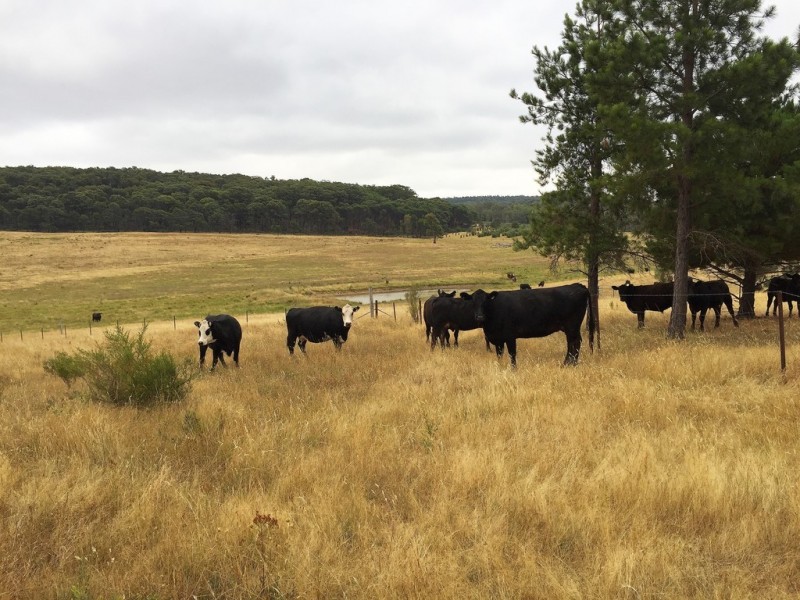 1732 Spring Ridge Road, Mudgee NSW 2850