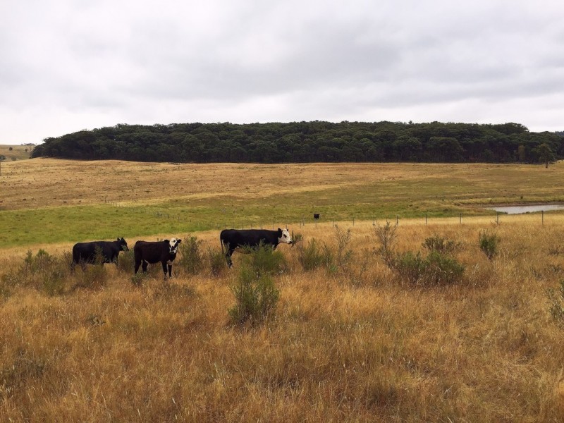 1732 Spring Ridge Road, Mudgee NSW 2850