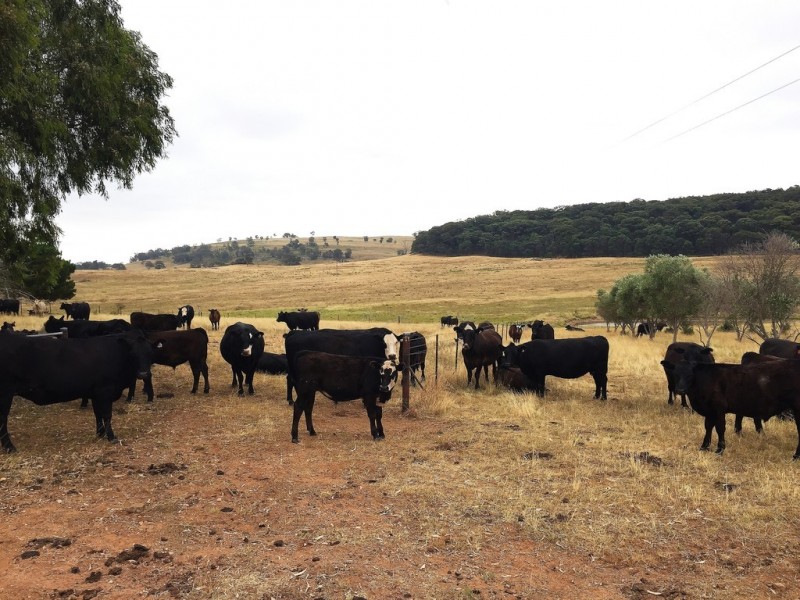 1732 Spring Ridge Road, Mudgee NSW 2850