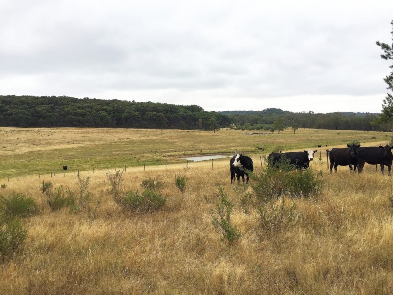 1732 Spring Ridge Road, Mudgee NSW 2850