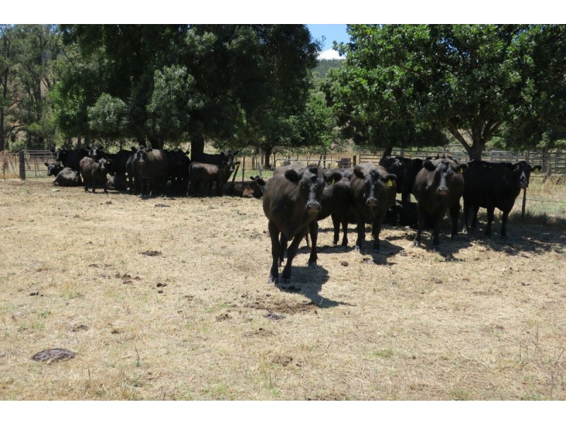 980 Cudgegong Road, Mudgee NSW 2850