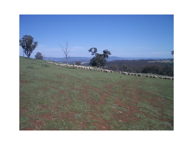 Block 4 Botobolar Road, Mudgee NSW 2850