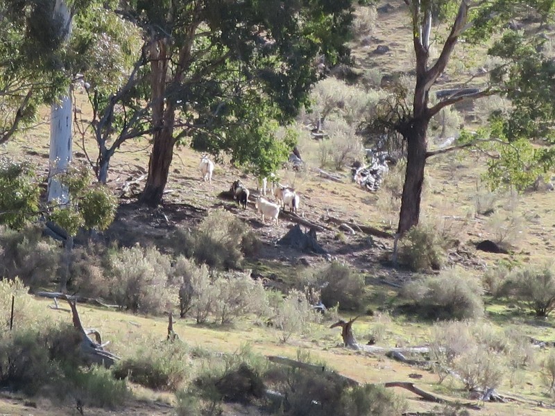 1092 Aarons Pass Road, Carcalgong NSW 2850
