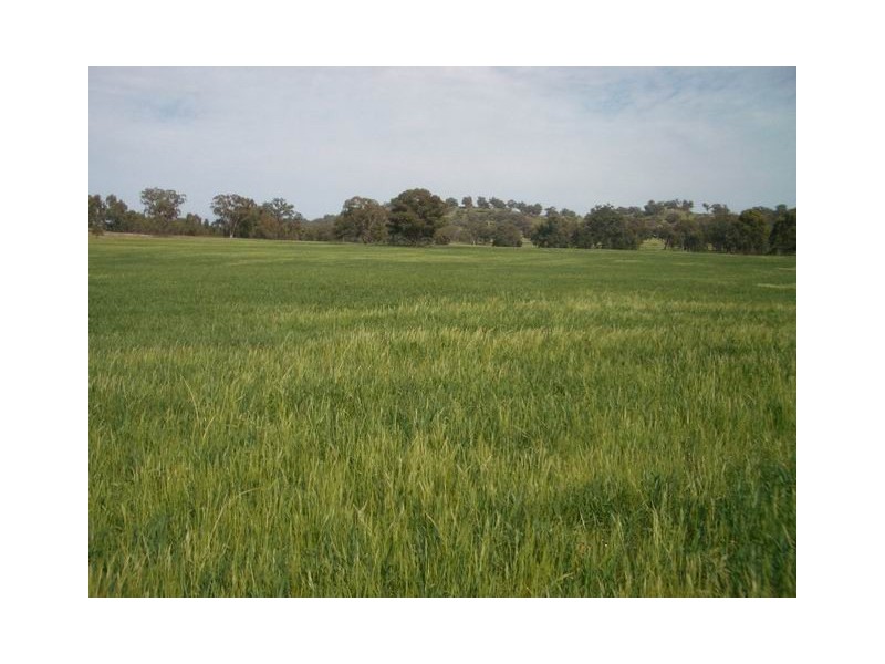 Mudgee NSW 2850