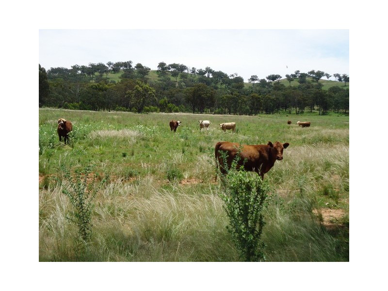 Mudgee NSW 2850