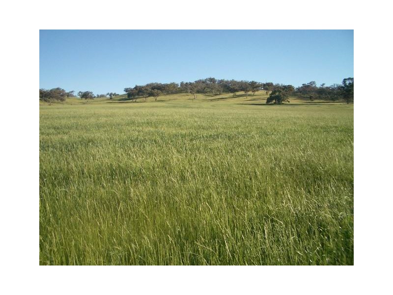 Mudgee NSW 2850