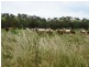 Mudgee NSW 2850