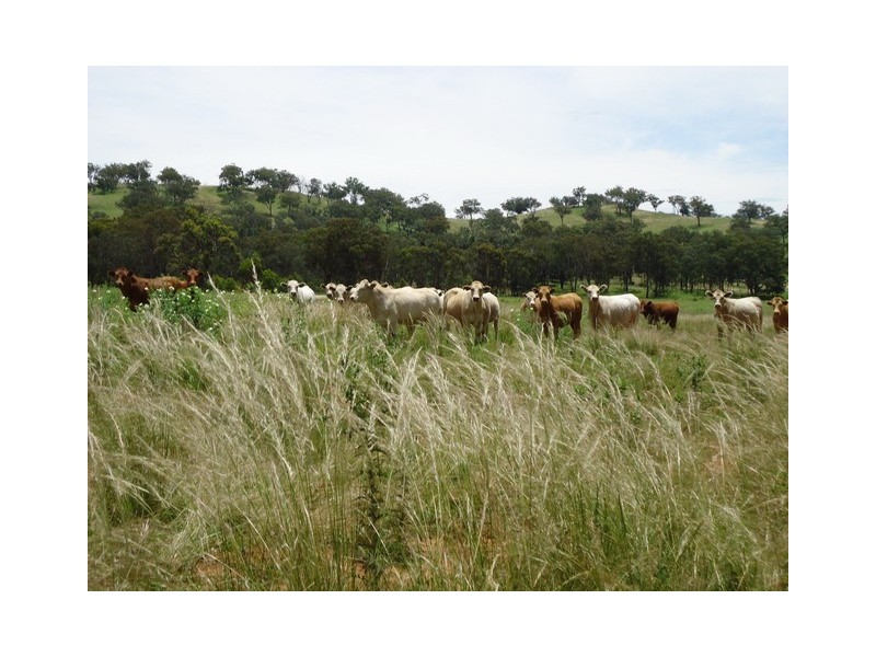 Mudgee NSW 2850