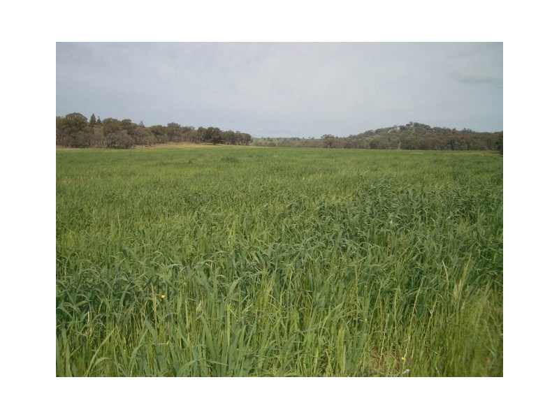 Mudgee NSW 2850