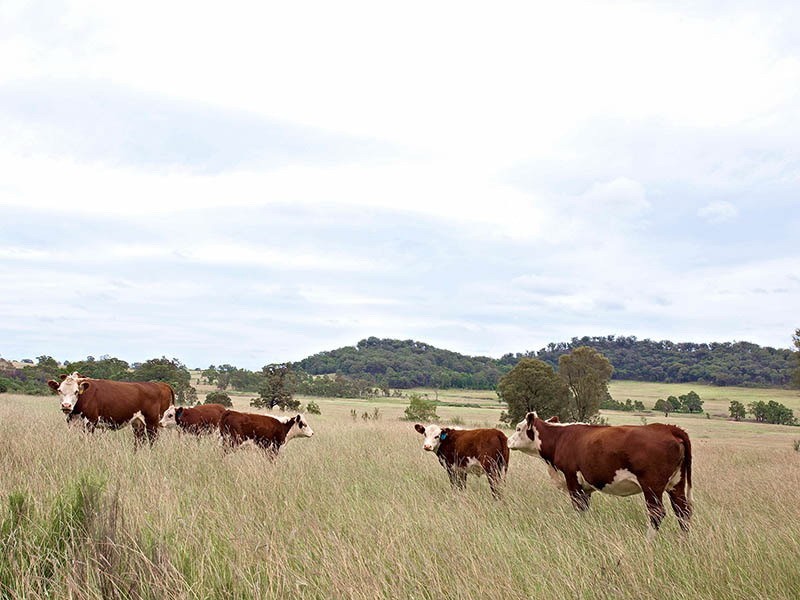 Mudgee NSW 2850