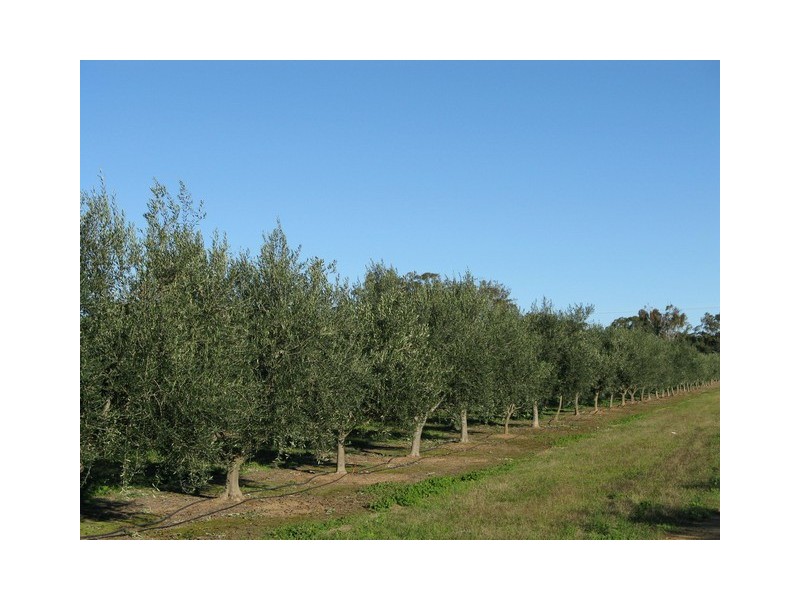 409 Botobolar Road, Mudgee NSW 2850