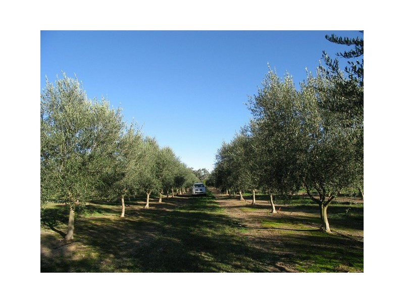 409 Botobolar Road, Mudgee NSW 2850