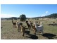 Mudgee NSW 2850